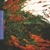 Cover art for Chameleon by Anthony Naples
