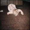 Cover art for Carpet Bed EP by Ethel Cain