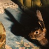 Cover art for Rabbits Can Swim - Single by Florence Road