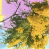 Cover art for Into Dust (Still Falling) - Single by Four Tet