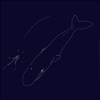 Cover art for Shiranui - Single by Ichiko Aoba