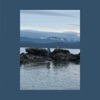 Cover art for Dog On The Rock by Mac DeMarco