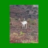 Cover art for Seven Off The Two by Mac DeMarco