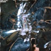 Cover art for Dogsbody by Model/Actriz