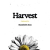Cover art for Harvest - Single by Mumford & Sons