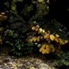 Cover art for For the Beasts - EP by Oklou