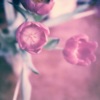 Cover art for Begin Again - Single by Rose Cousins