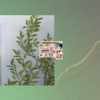 Cover art for Decompose - Single by Spill Tab