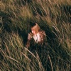 Cover art for Tried to Tell You (Piano Version) - Single by The Weather Station